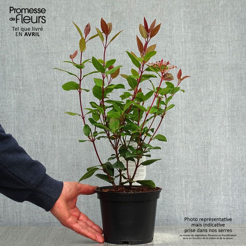 Example of Viorne, Laurier Tin- Viburnum tinus Spirit Pot de 3L/4L as you get in printemps