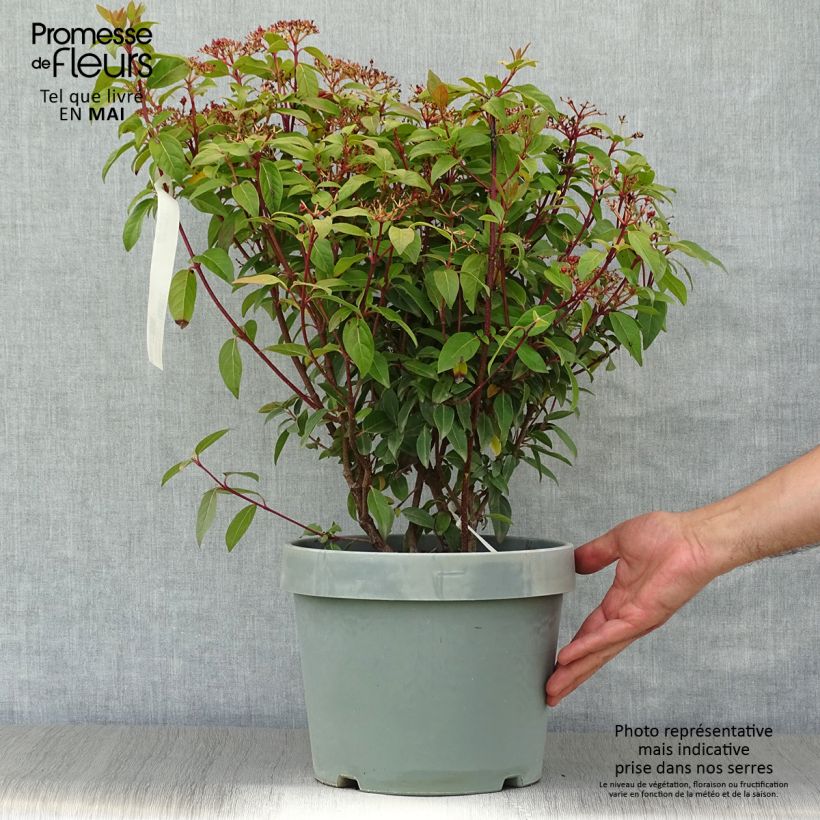 Example of Viorne, Laurier Tin- Viburnum tinus Spirit Pot de 7,5L/10L as you get in printemps