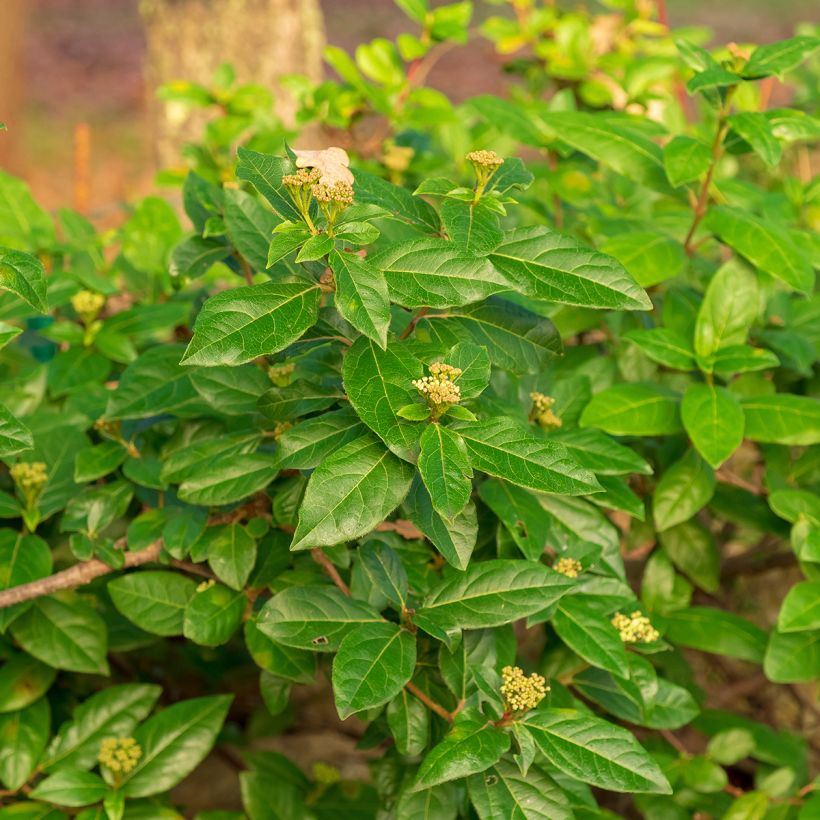 Viorne, Laurier Tin - Viburnum tinus (Foliage)