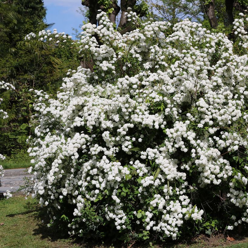 Viorne, Laurier Tin - Viburnum tinus (Plant habit)