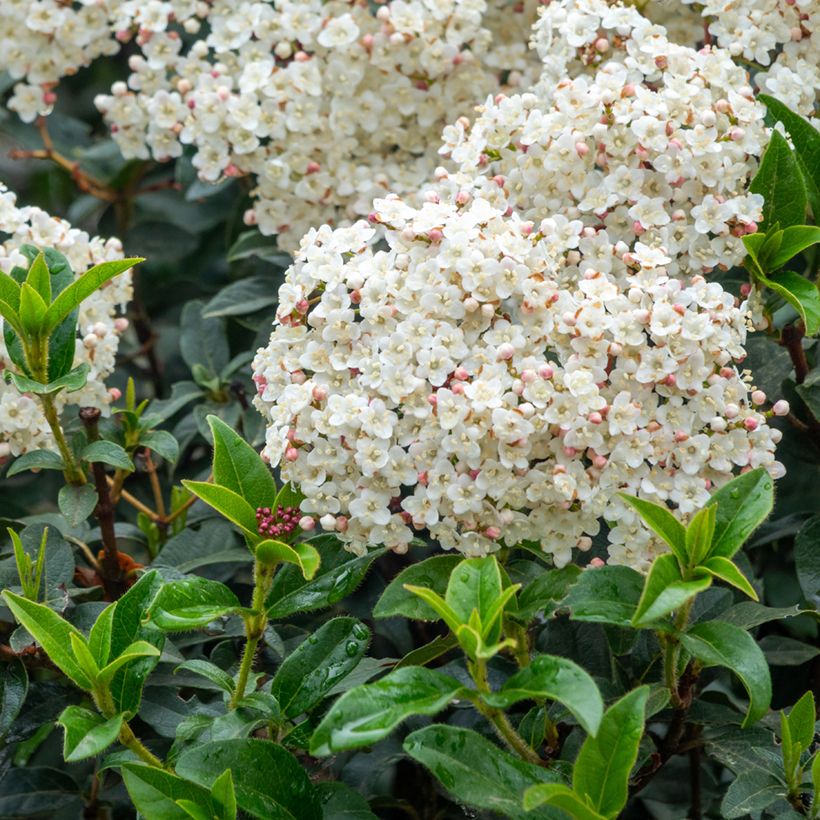 Viorne, Laurier Tin - Viburnum tinus (Flowering)