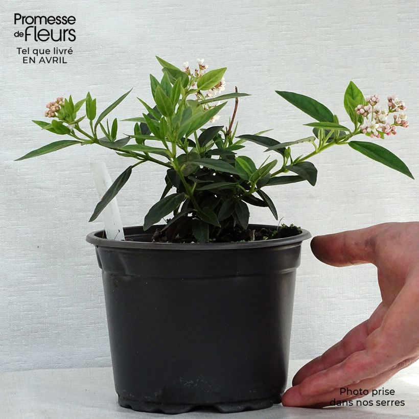 Example of Viorne, Laurier Tin - Viburnum tinus Pot de 2L/3L as you get in printemps