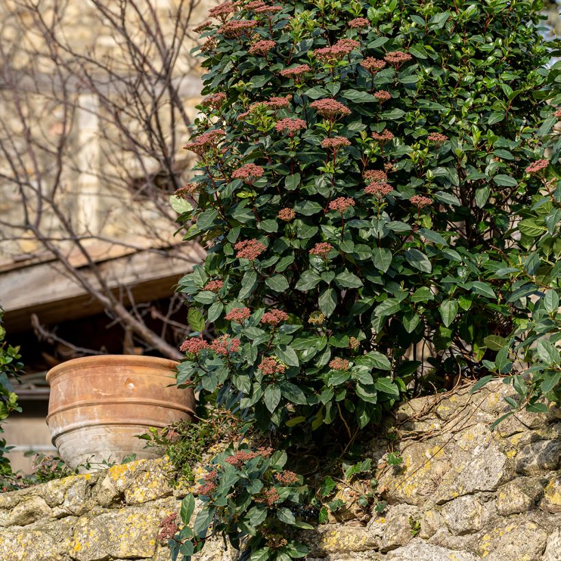 Viorne, Laurier tin - Viburnum tinus Gwenlian (Plant habit)