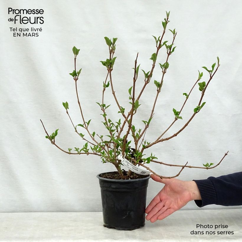 Example of Viorne de Chine - Viburnum plicatum Mariesii Great Star Pot de 4L/5L as you get in printemps