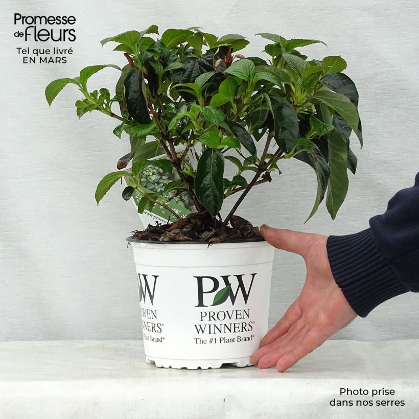 Spécimen de Viorne - Viburnum Shiny Dancer Pot de 3L/4L tel que livré au printemps