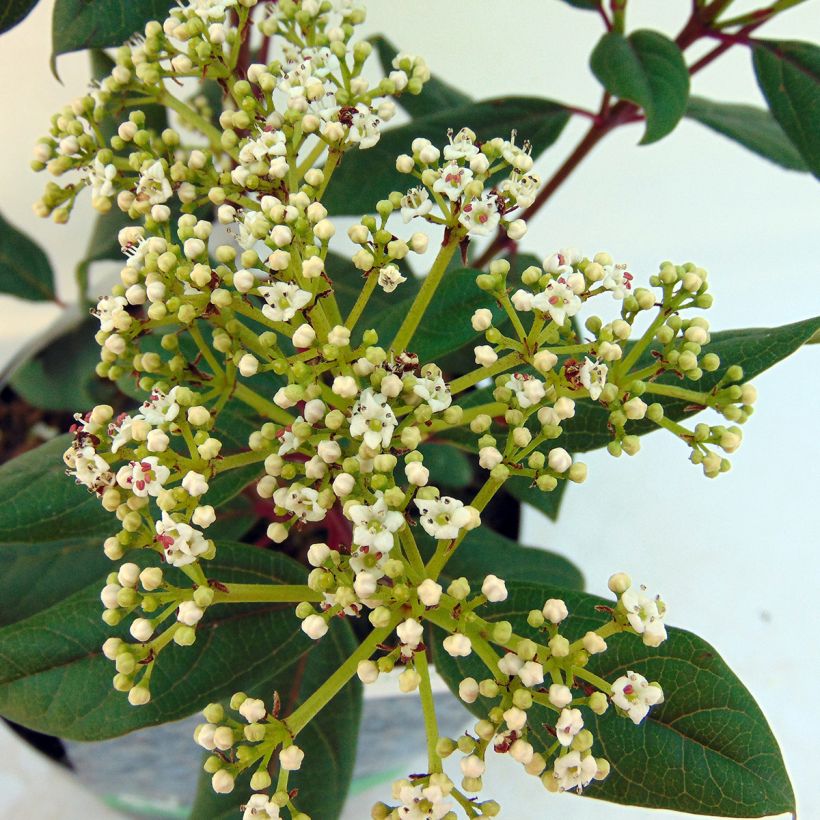 Viorne - Viburnum globosum Jermyns Globe (Flowering)