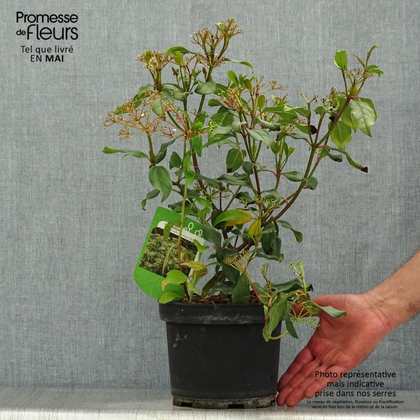Example of Viorne - Viburnum globosum Jermyns Globe Pot de 3L/4L as you get in printemps