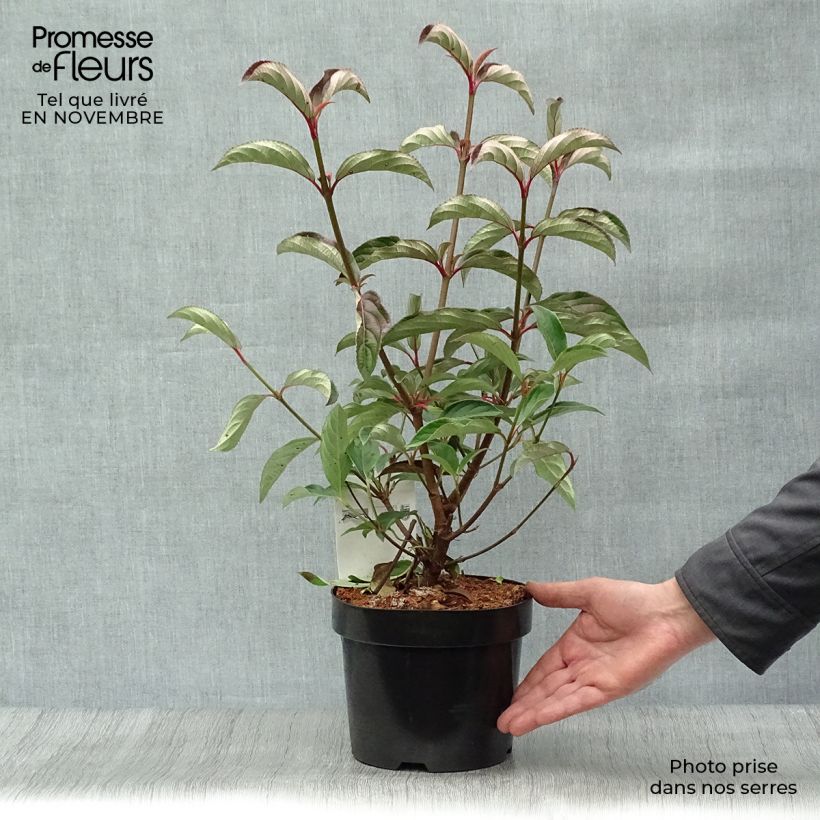 Spécimen de Viorne - Viburnum hillieri Winton Pot de 3L/4L tel que livré en automne