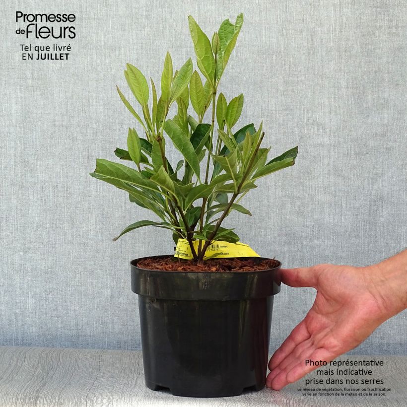 Spécimen de Viorne - Viburnum nudum Pink Beauty Pot de 3L/4L tel que livré en été