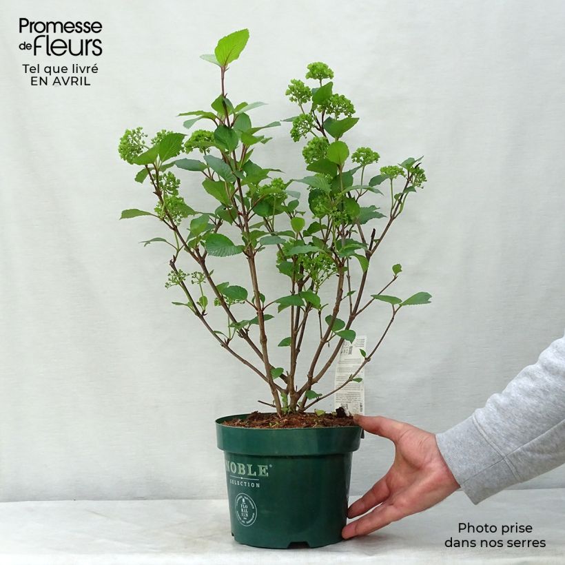 Spécimen de Viorne - Viburnum plicatum Grandiflorum Pot de 2L/3L tel que livré au printemps