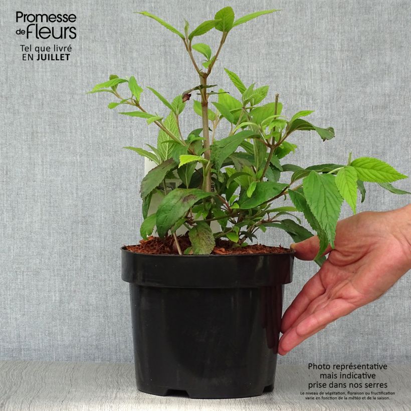 Spécimen de Viorne - Viburnum plicatum Kilimandjaro Pot de 2L/3L tel que livré en été