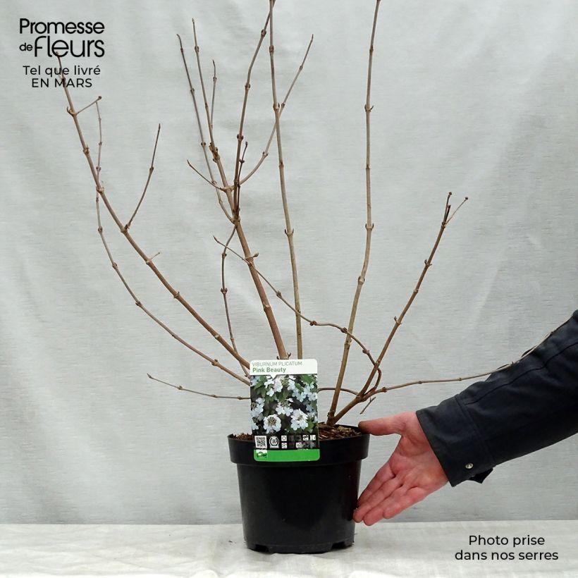 Spécimen de Viorne - Viburnum plicatum Pink Beauty Pot de 2L/3L tel que livré au printemps