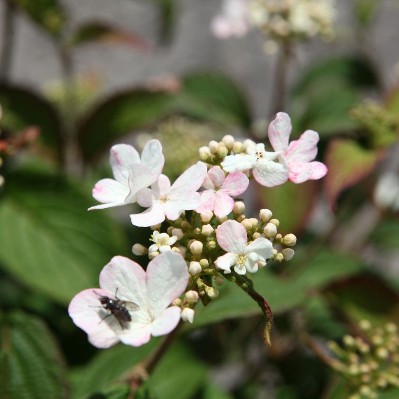 Viorne - Viburnum plicatum Pinkawai (Floraison)