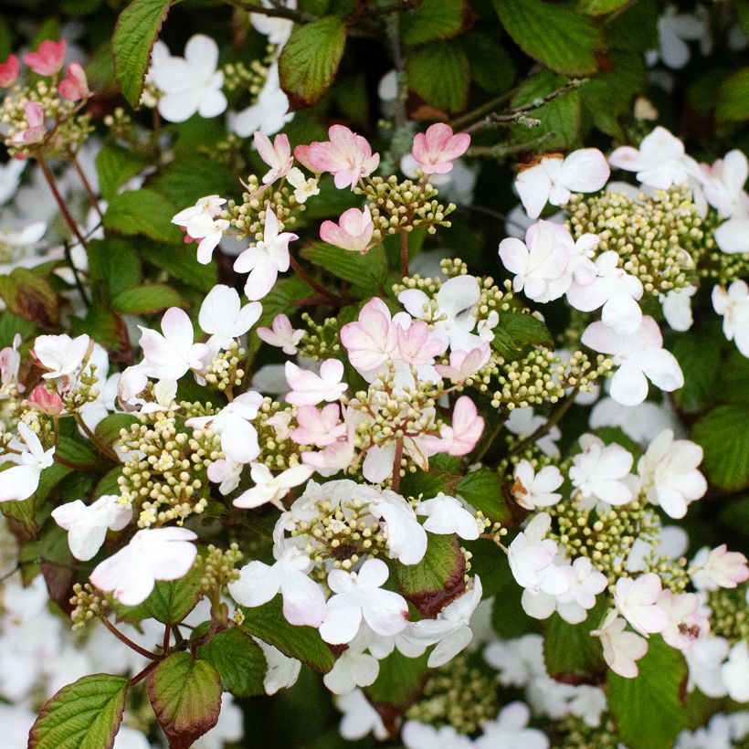Viorne - Viburnum plicatum Pinkawai (Port)