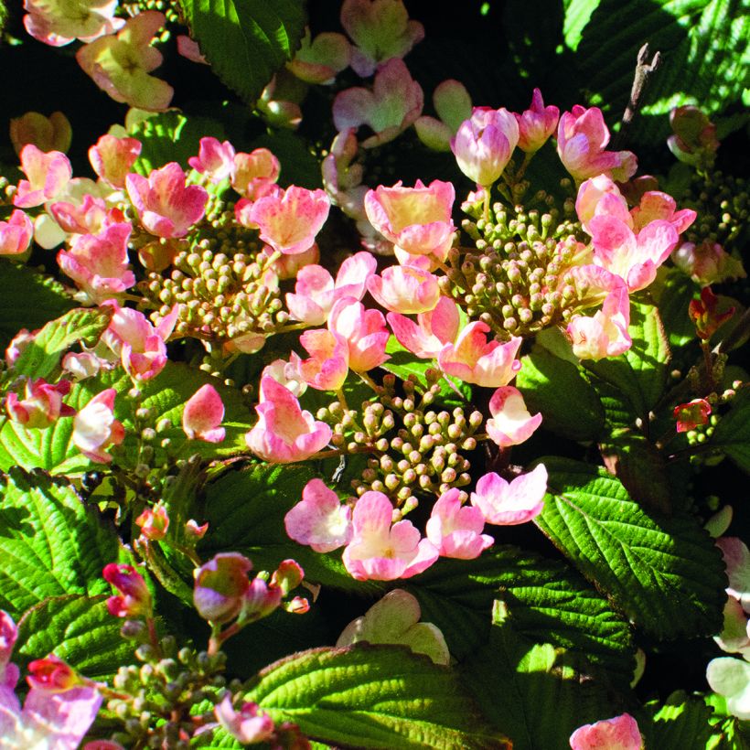 Viorne - Viburnum plicatum Pinkimono (Floraison)