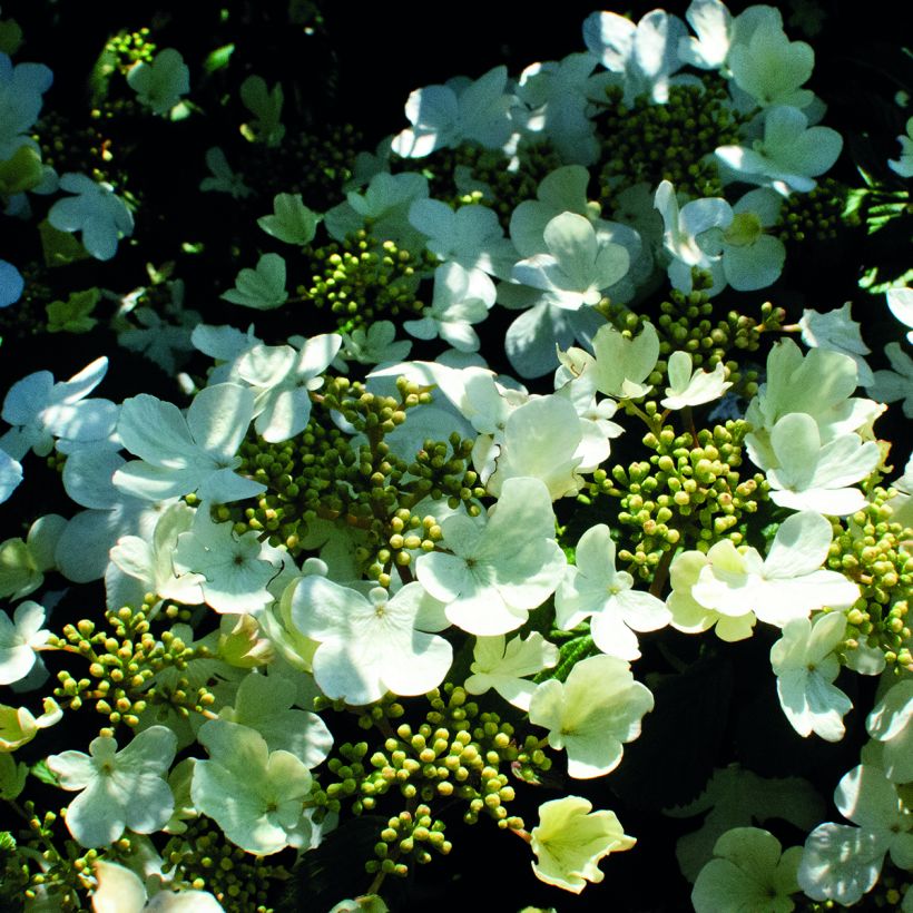 Viorne - Viburnum plicatum Shirogami (Floraison)