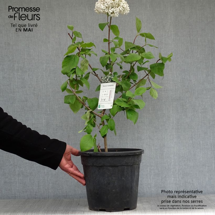 Example of Viorne - Viburnum (x) carlcephalum  Pot de 7,5L/10L as you get in printemps