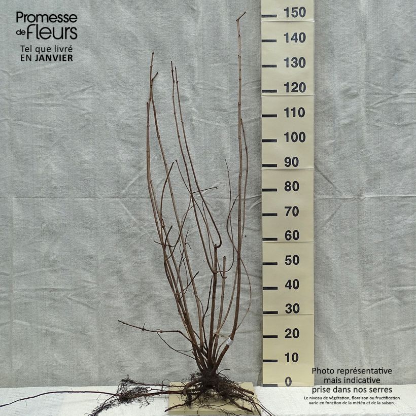 Example of Viorne Boule de Neige - Viburnum opulus Roseum Racines nues as you get in hiver