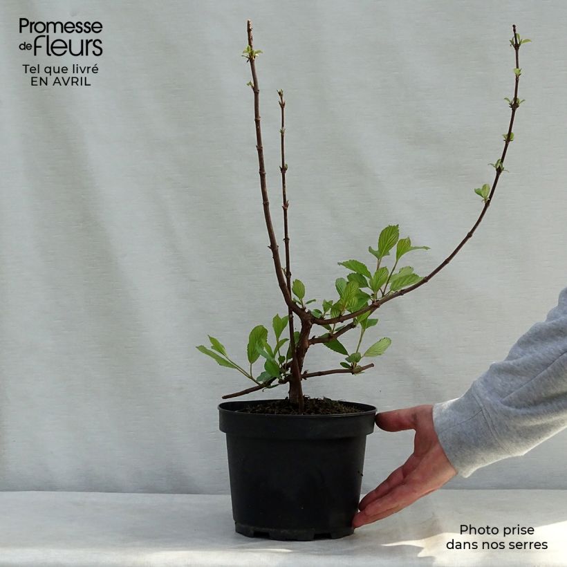 Example of Viorne d'hiver - Viburnum farreri (fragrans) Pot de 2L/3L as you get in printemps