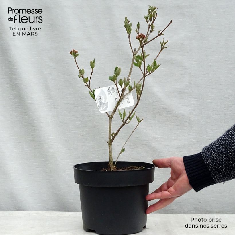 Spécimen de Viburnum carlesii - Viorne de Carle Pot de 4L/5L tel que livré au printemps