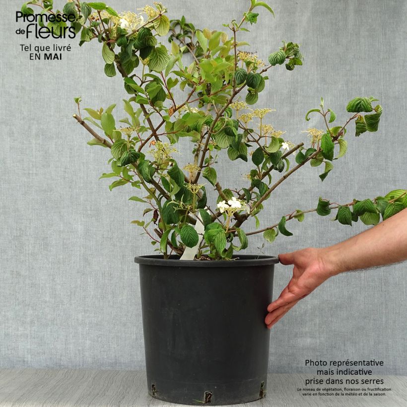 Example of Viorne de Chine - Viburnum plicatum Mariesii Pot de 12L/15L as you get in printemps