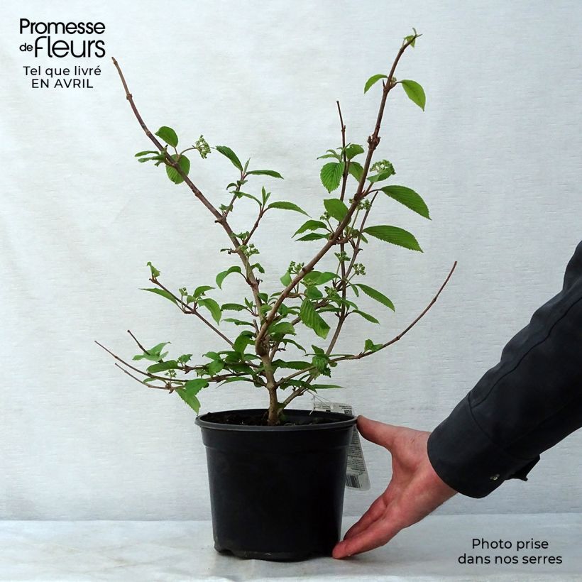 Example of Viorne de Chine - Viburnum plicatum Mariesii Pot de 3L/4L as you get in printemps