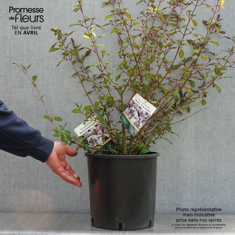 Example of Viorne de Chine - Viburnum plicatum Molly Schroeder Pot de 7,5L/10L as you get in printemps