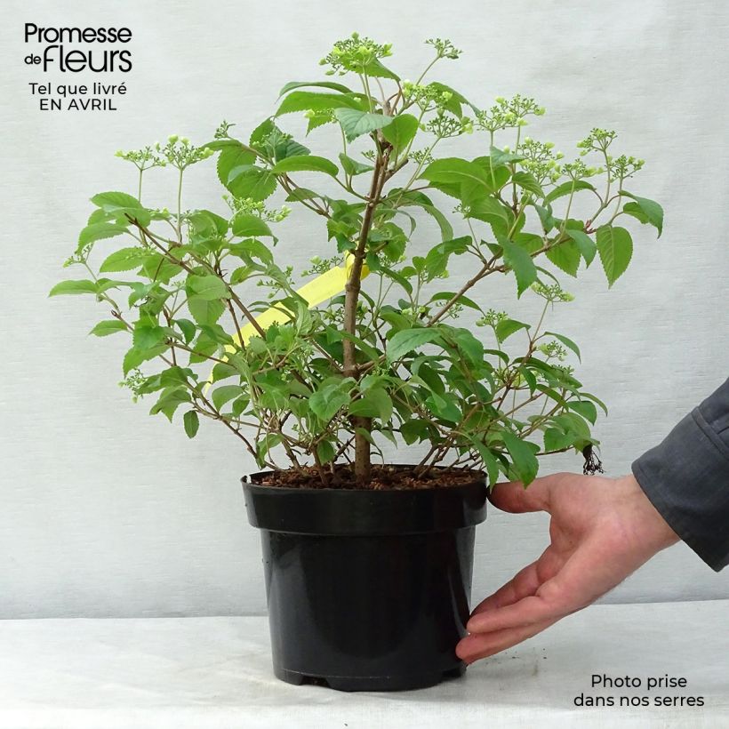 Example of Viorne de Chine - Viburnum plicatum Shasta Pot de 3L/4L as you get in printemps