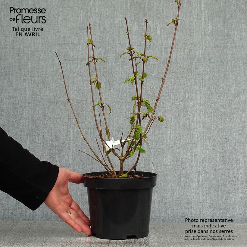 Example of Viorne de Chine - Viburnum plicatum Tomentosum Pot de 2L/3L as you get in printemps