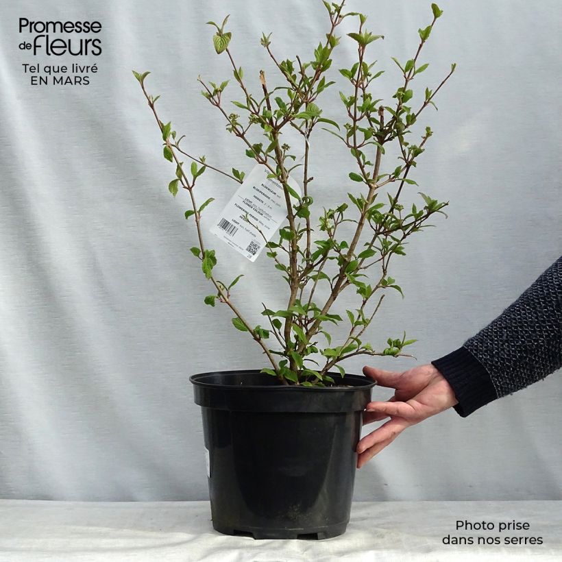 Example of Viorne de Chine - Viburnum plicatum Tomentosum Pot de 7,5L/10L as you get in printemps