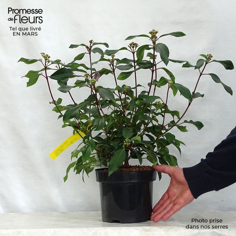 Spécimen de Viorne de David - Viburnum davidii Angustifolium Pot de 3L/4L tel que livré au printemps