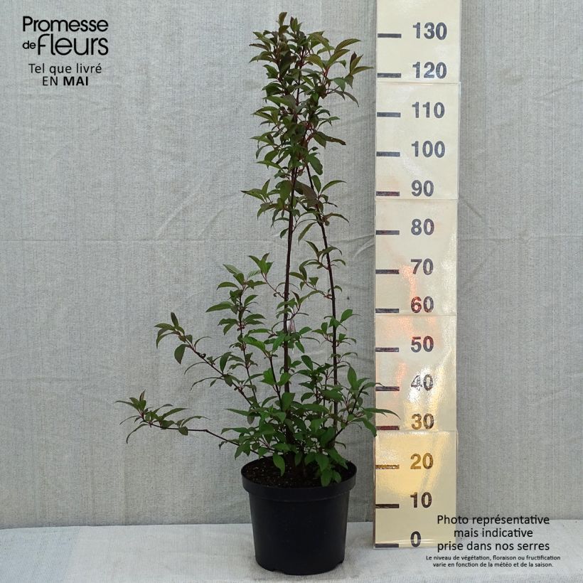 Example of Viorne d'hiver - Viburnum bodnantense Dawn Pot de 6L/7L as you get in printemps