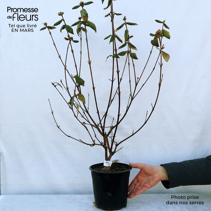 Example of Viorne du Burkwood - Viburnum x burkwoodii Mohawk Pot de 4L/5L as you get in printemps