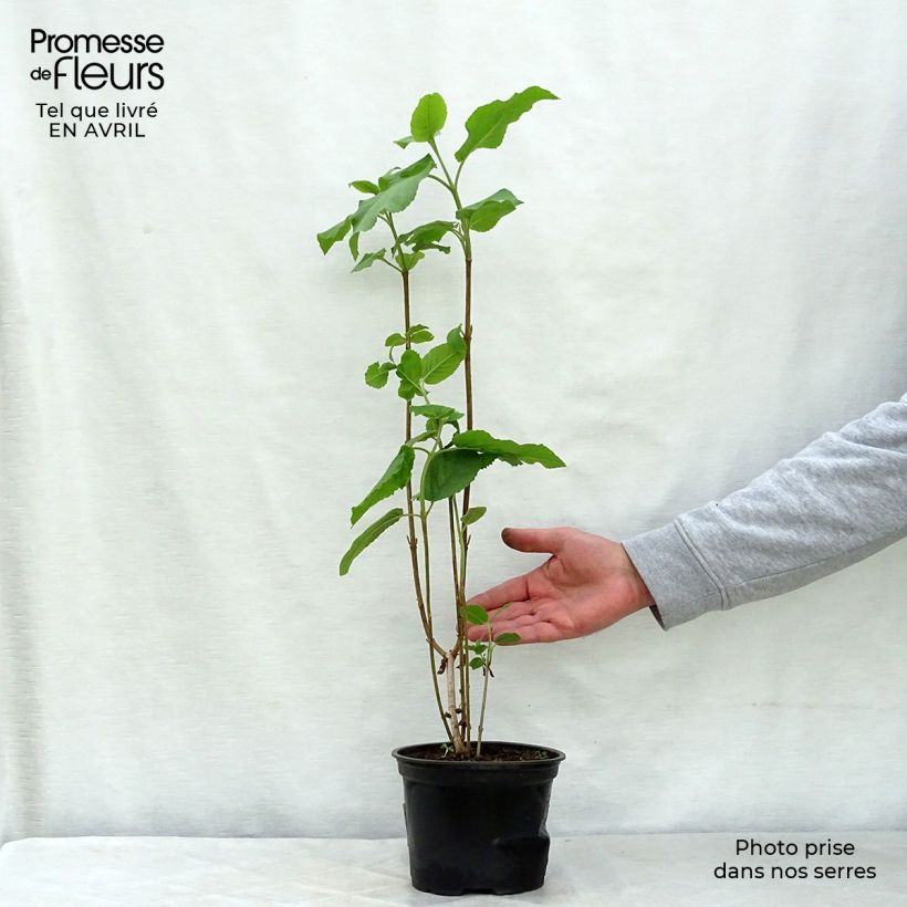 Example of Viorne lantane -  Viburnum lantana Pot de 1,5L/2L as you get in printemps