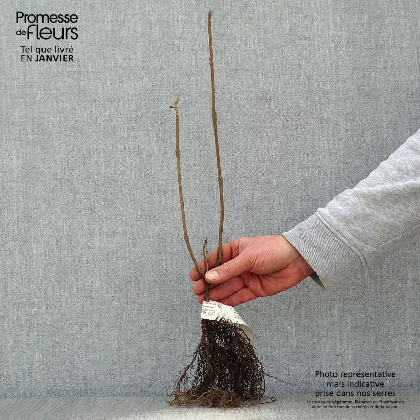 Example of Viorne lantane -  Viburnum lantana Racines nues as you get in hiver