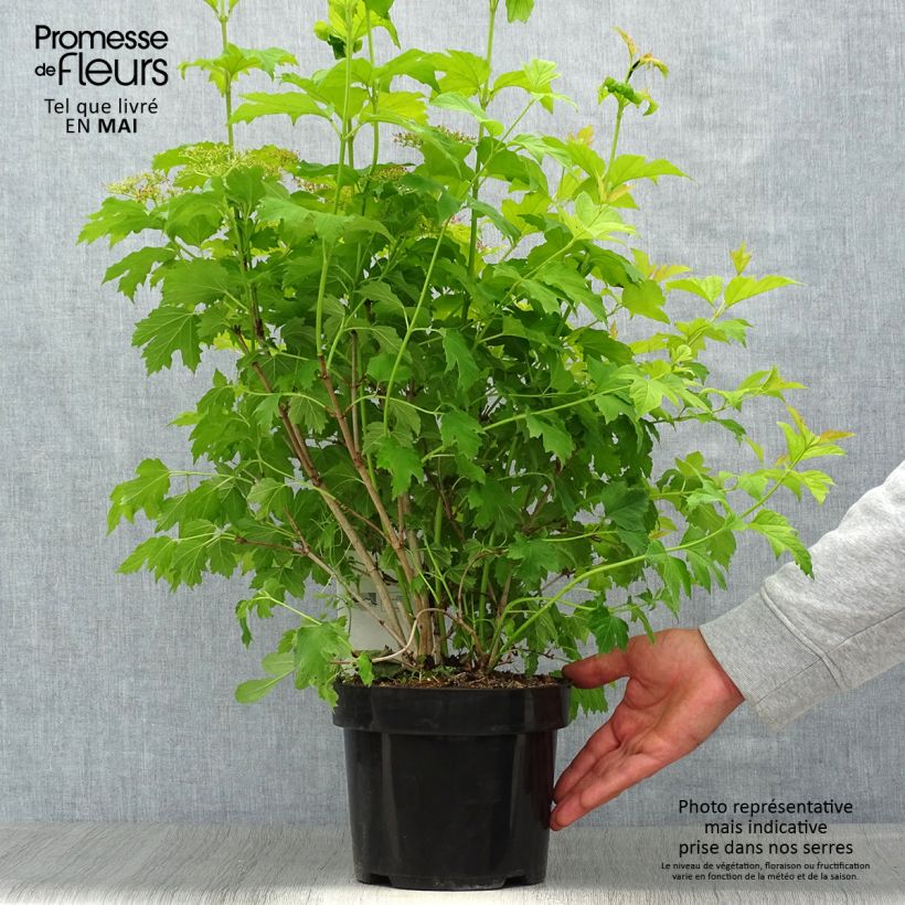 Spécimen de Viorne obier, Boule de neige - Viburnum opulus Park Harvest Pot de 2L/3L tel que livré au printemps