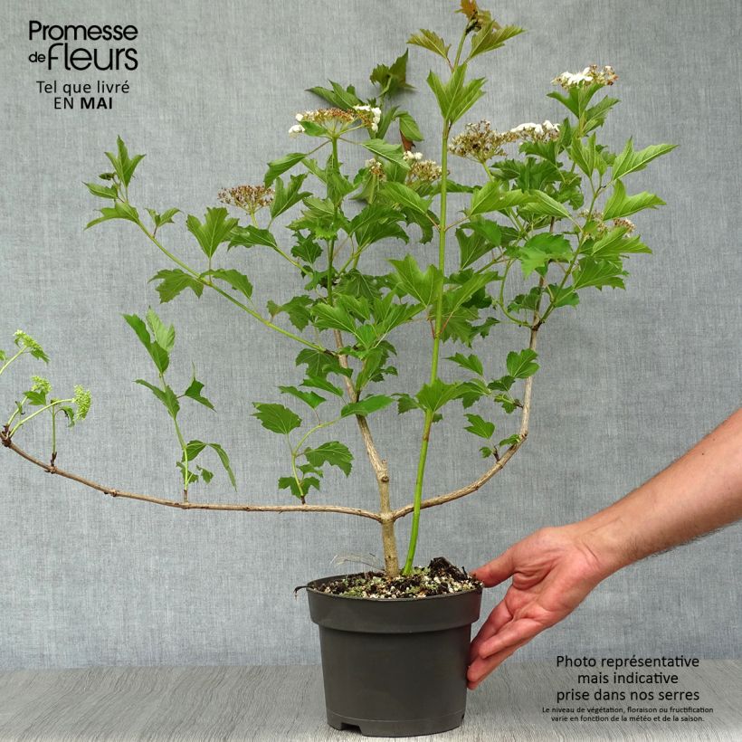 Example of Viorne obier - Viburnum opulus Pot de 2L/3L as you get in printemps