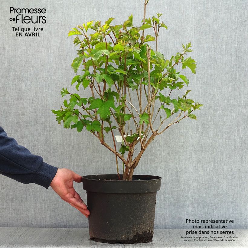 Example of Viorne obier - Viburnum opulus Pot de 7,5L/10L as you get in printemps