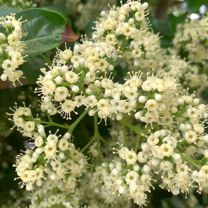 Viorne odorante - Viburnum odoratissimum (Flowering)