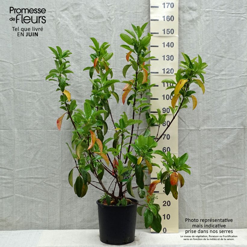 Example of Viorne odorante - Viburnum odoratissimum Pot de 12L/15L as you get in printemps