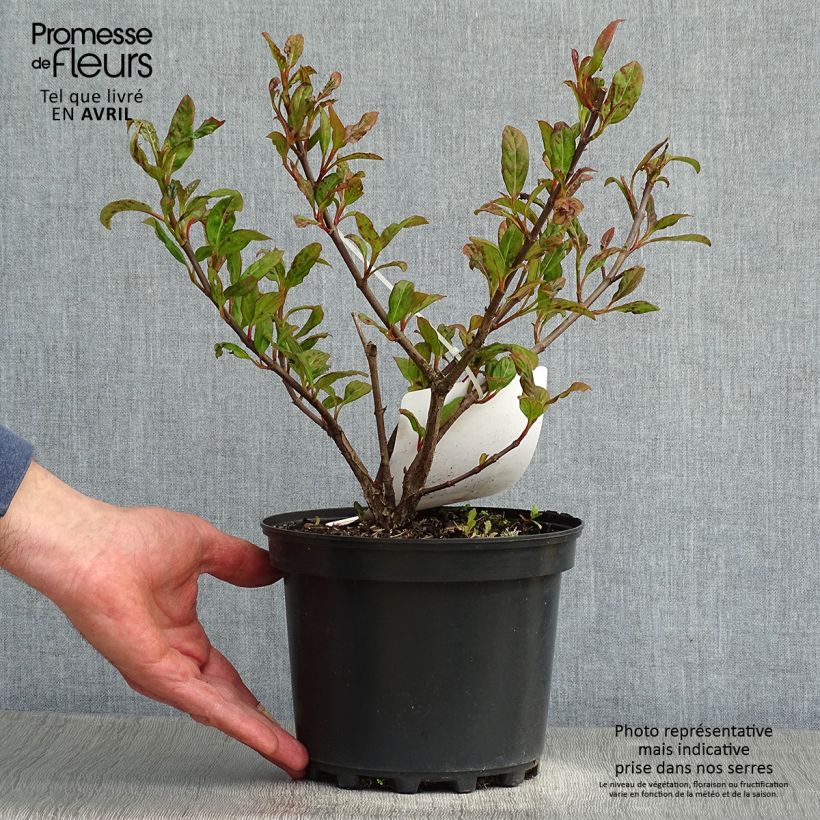 Spécimen de Viorne - Viburnum Le Bois Marquis Pot de 3L/4L tel que livré au printemps