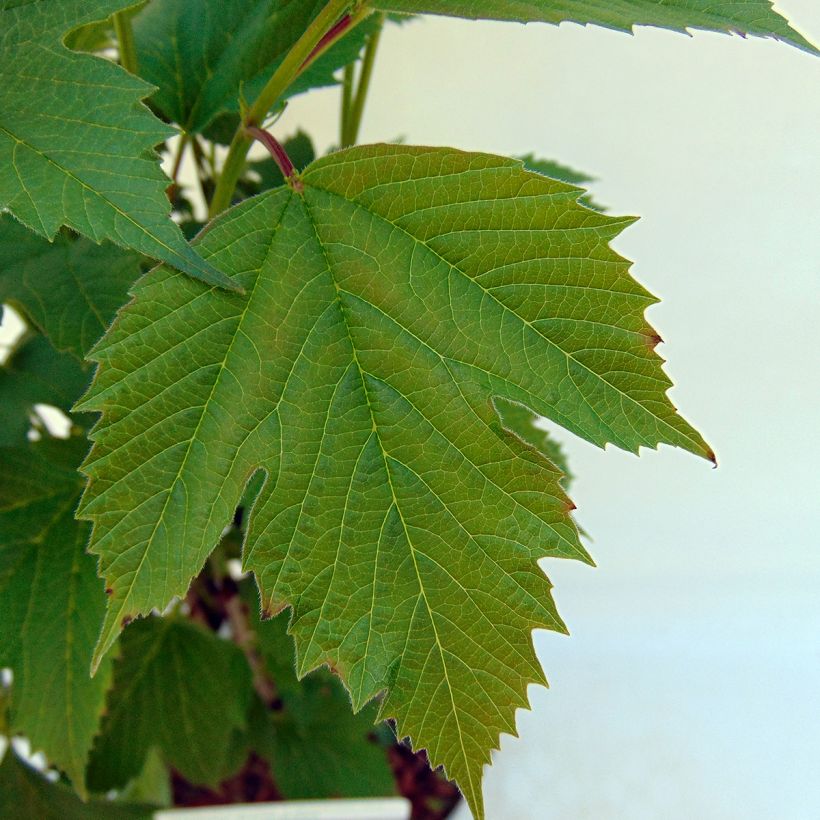 Viorne trilobée - Viburnum trilobum Bailey Compact (Foliage)