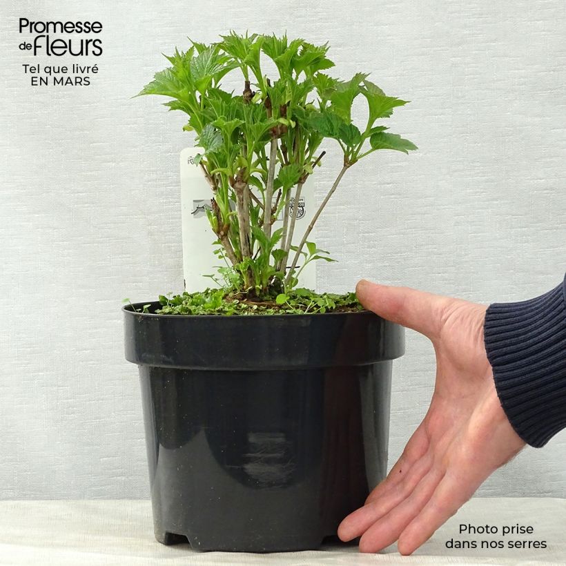 Example of Viorne trilobée - Viburnum trilobum Bailey Compact Pot de 3L/4L as you get in printemps