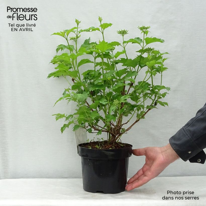 Example of Viorne trilobée - Viburnum trilobum Wentworth Pot de 3L/4L as you get in printemps