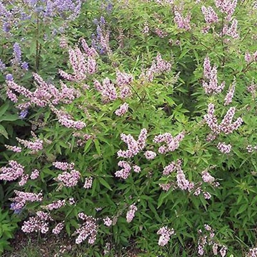 Vitex agnus-castus Pink Pinnacle (Plant habit)