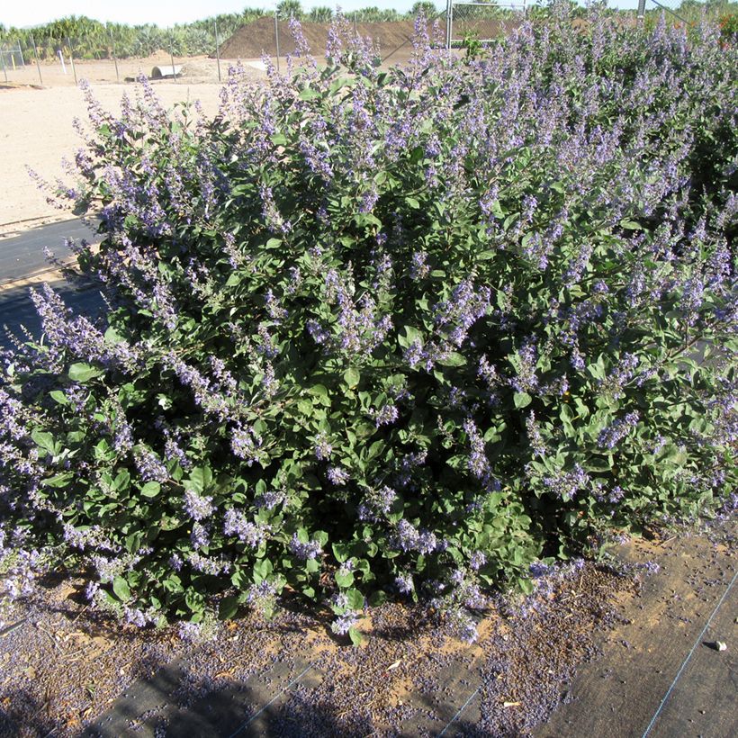 Vitex x agnus-castus Chicagoland Blues - Gattilier (Plant habit)