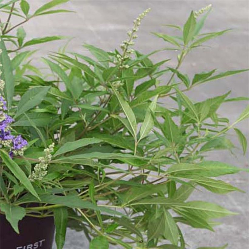 Vitex agnus-castus Blue Puffball - Gattilier (Foliage)