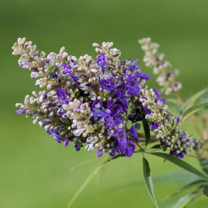 Vitex agnus-castus Blue Puffball - Gattilier (Flowering)