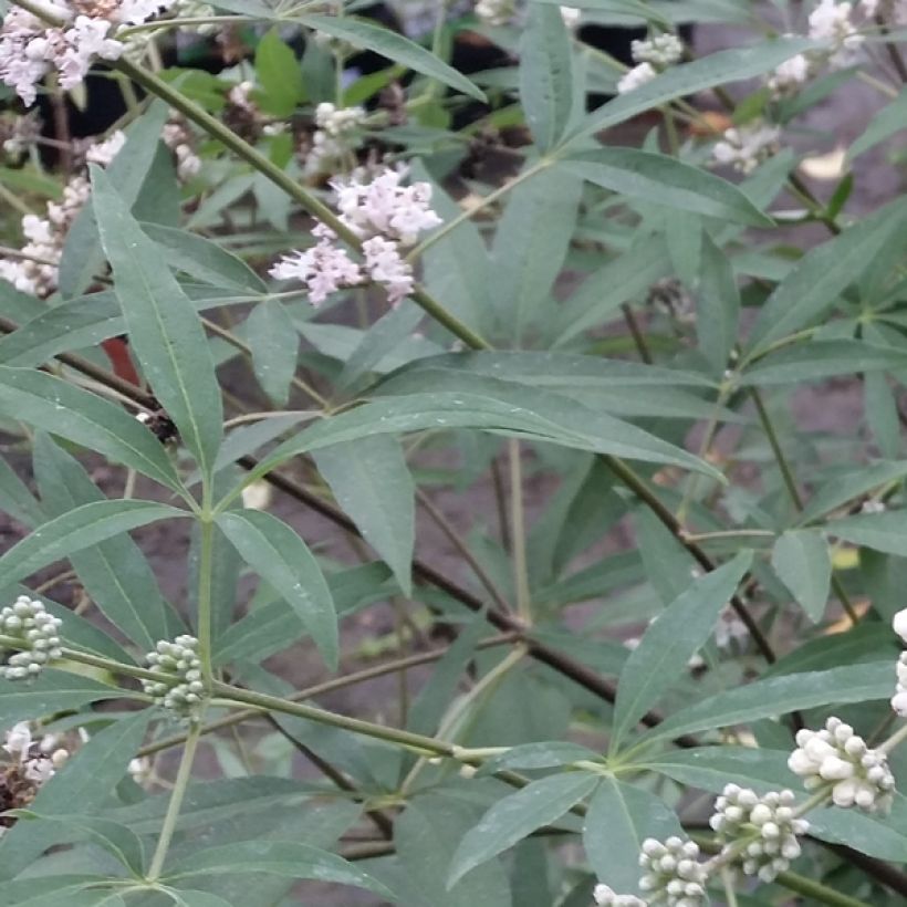 Vitex agnus-castus Albus - Gattilier blanc (Foliage)
