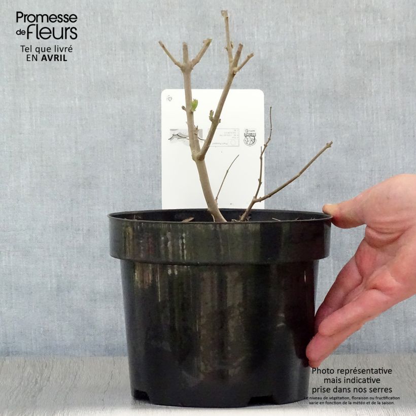 Example of Vitex agnus-castus Albus - Gattilier blanc Pot de 3L/4L as you get in printemps